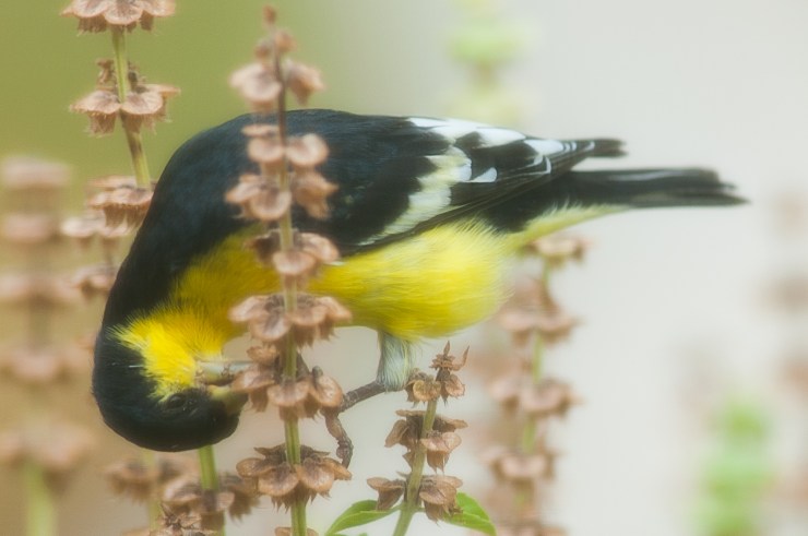 MM_Lesser Goldfinch-1